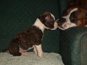 Boxer Puppies in TX