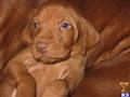 Vizsla