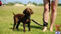 Weimaraner