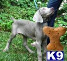 Weimaraner Puppies for Sale