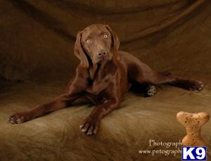 Vizsla Puppies in TX