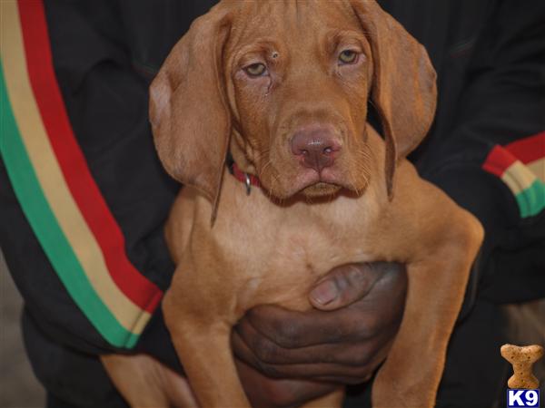 Vizsla Puppies in TX