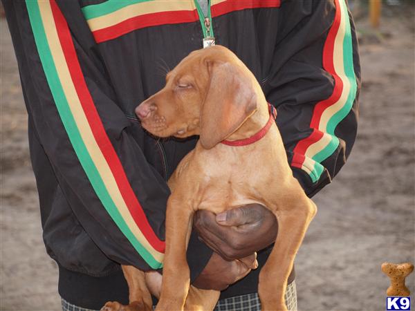 Vizsla Puppies in TX