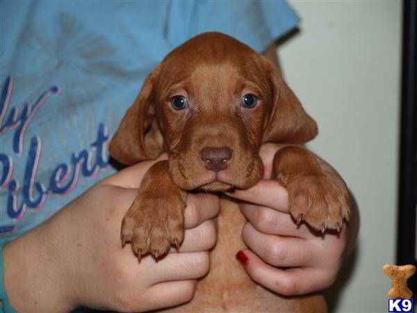 Vizsla Puppies in TX