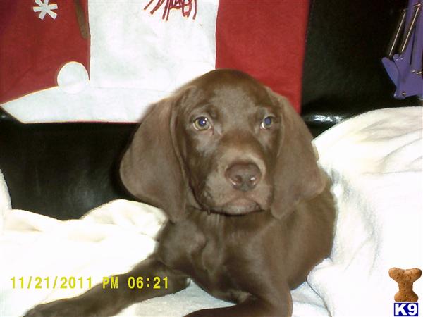 Weimaraner Puppies