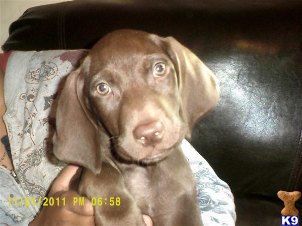 Weimaraner Puppies