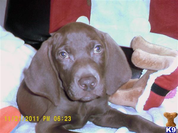 Weimaraner Puppies