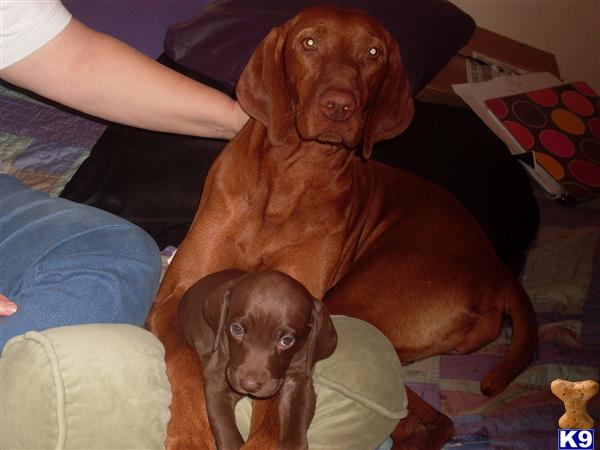 Weimaraner Puppies