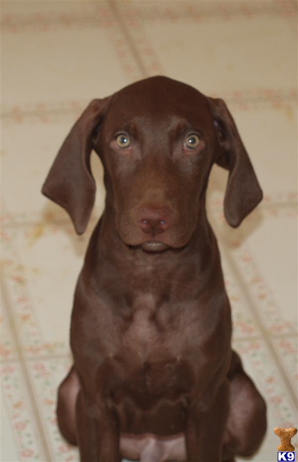Weimaraner Puppies