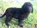 Goldendoodles