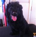 Goldendoodles