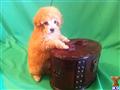 Poodle