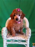 Poodle