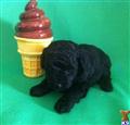 Poodle