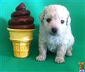 Poodle