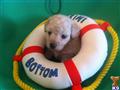 Poodle