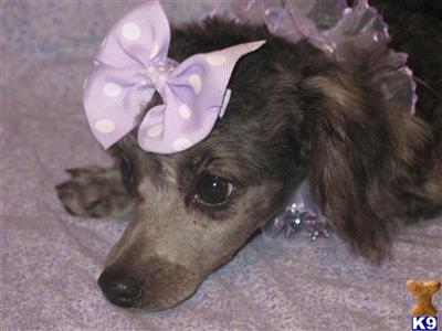 Poodle Puppies in TX