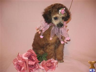 Poodle Puppies in TX