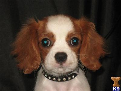 Cavalier King Charles Spaniel Puppies in TX