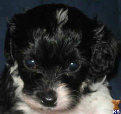 Cavalier King Charles Spaniel Puppies in TX