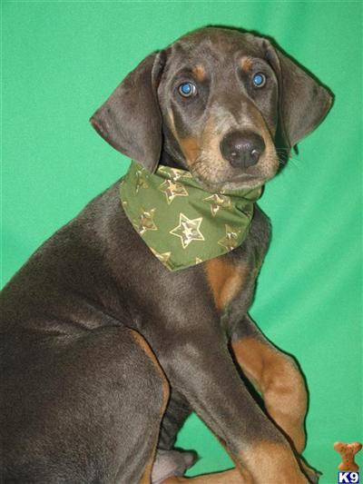 Doberman Pinscher Puppies for Sale