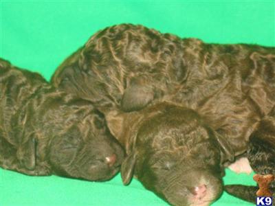 Labradoodle Puppies for Sale
