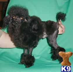 Stud Dogs - Poodle