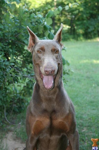 Stud Dogs - Doberman Pinscher