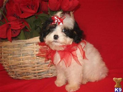 Cavalier King Charles Spaniel Puppies in TX