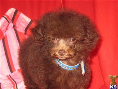 Poodle Puppies in TX