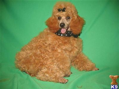 Poodle Puppies in TX
