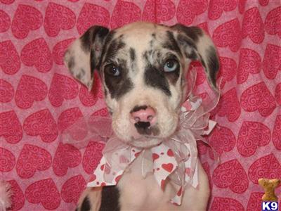 Great Dane Puppies in TX