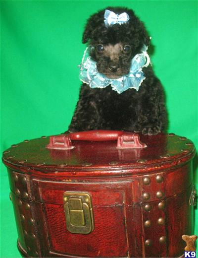 Poodle Puppies in TX