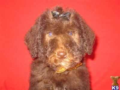 Labradoodle Puppies for Sale