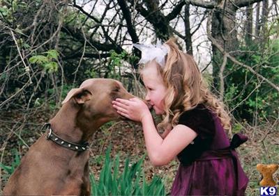 Doberman Pinscher Puppies in TX