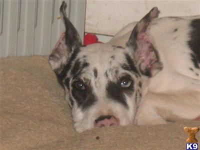 Great Dane Puppies in TX