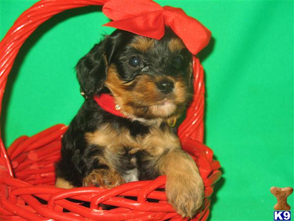 Puppies in Poolville