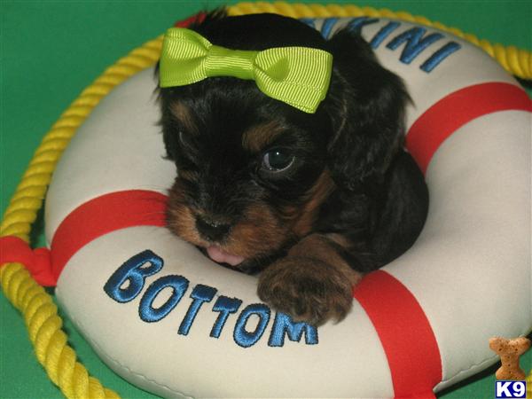 Puppies in Poolville