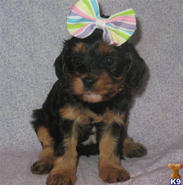 Puppies in Poolville