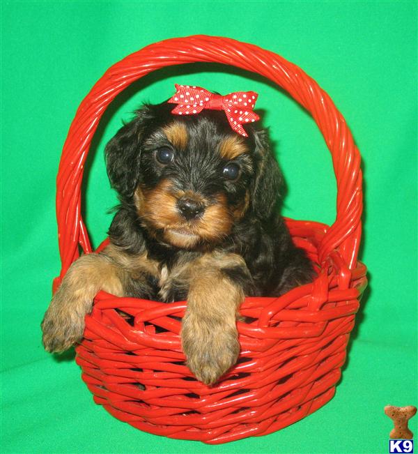 Puppies in Poolville