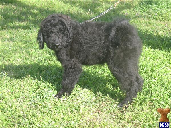 Goldendoodles Puppies