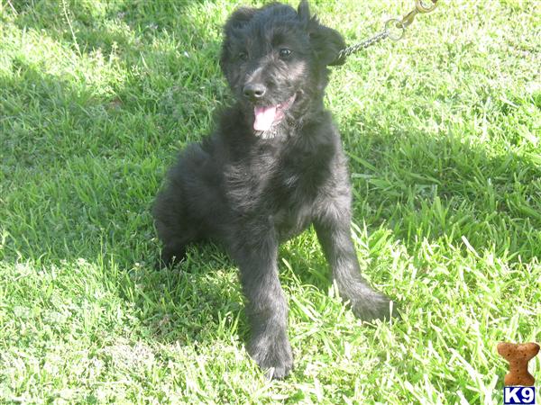 Goldendoodles Puppies