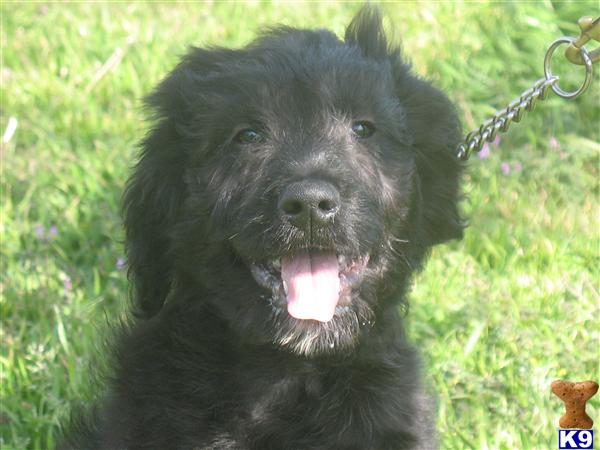 Goldendoodles Puppies