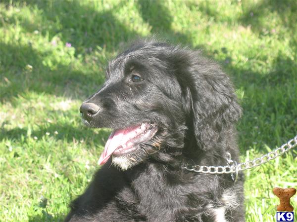 Goldendoodles Puppies