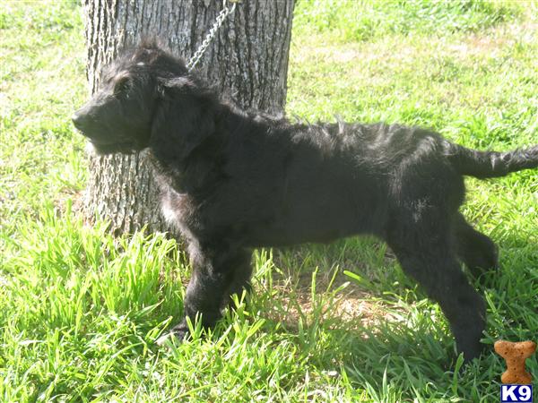 Goldendoodles Puppies