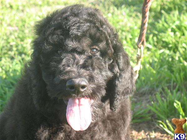 Goldendoodles Puppies