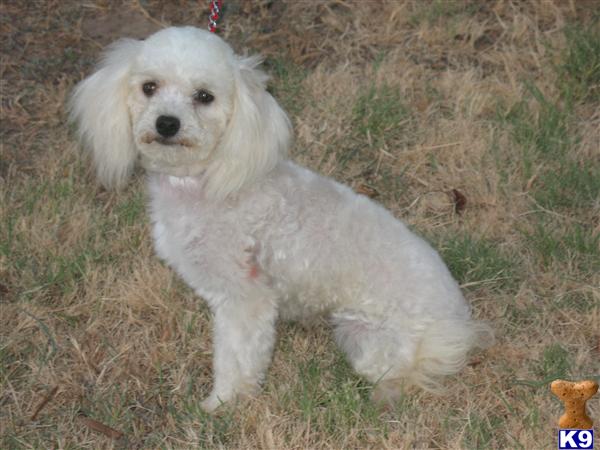 Maltipoo Puppies