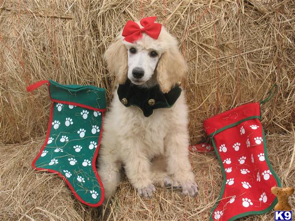 Poodle Puppies in TX