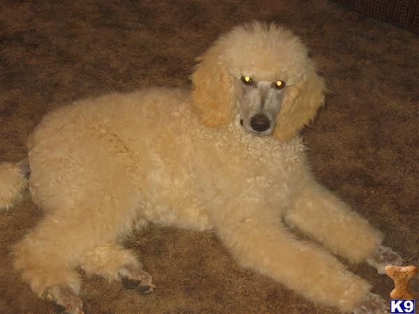 Poodle Puppies in TX