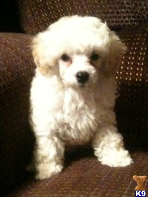 Poodle Puppies in TX